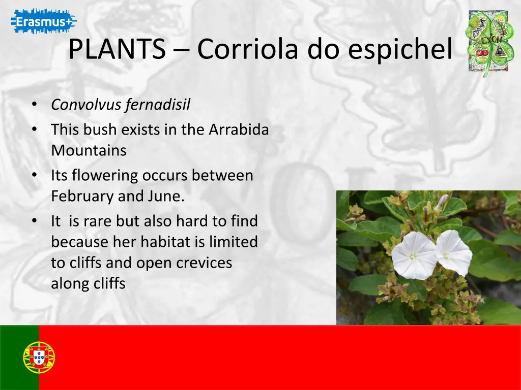 plants corriola do espichel