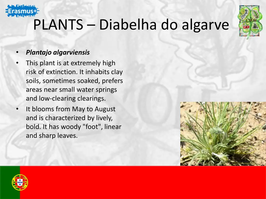 plants diabelha do algarve