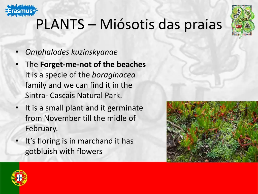 plants mi sotis das praias