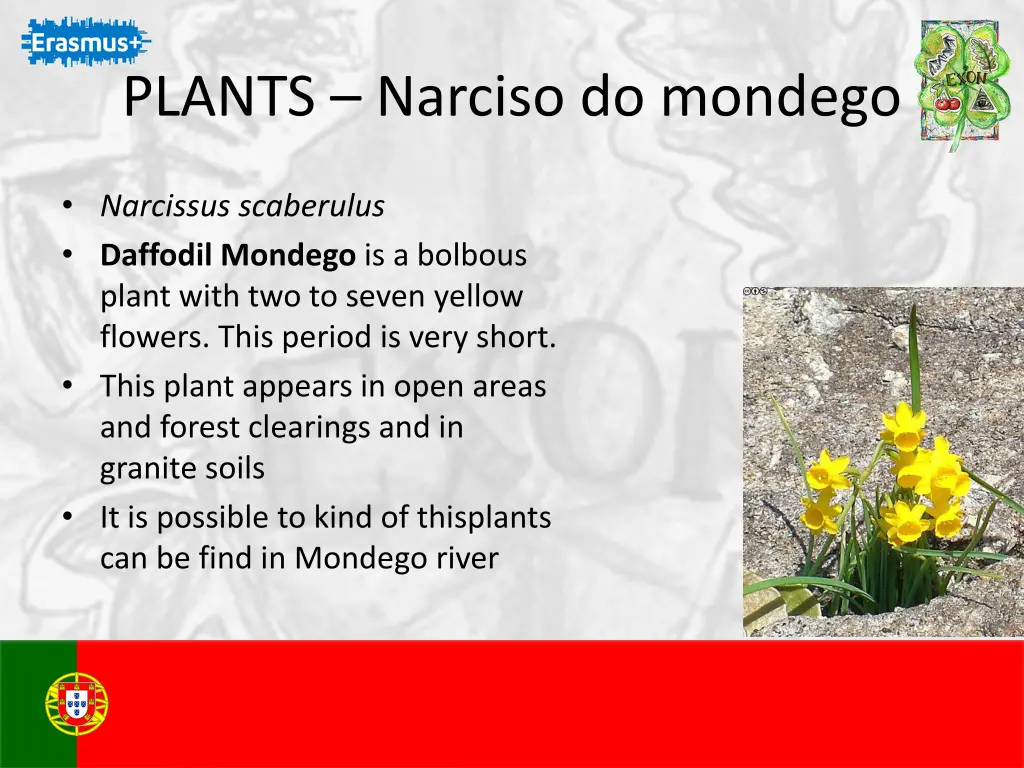 plants narciso do mondego