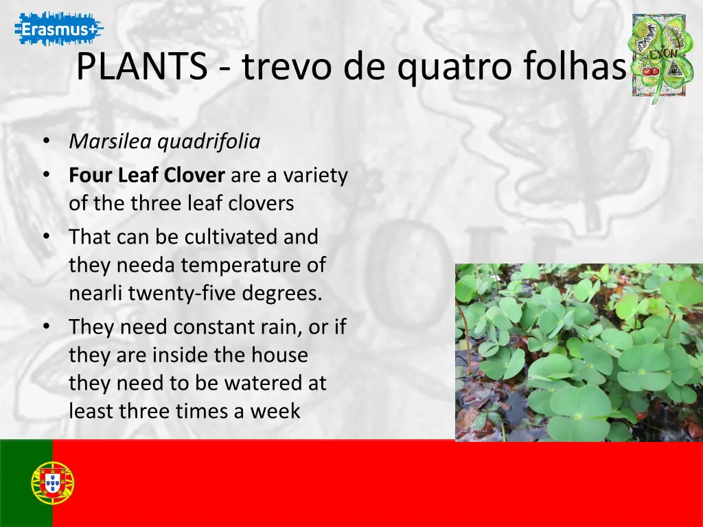 plants trevo de quatro folhas