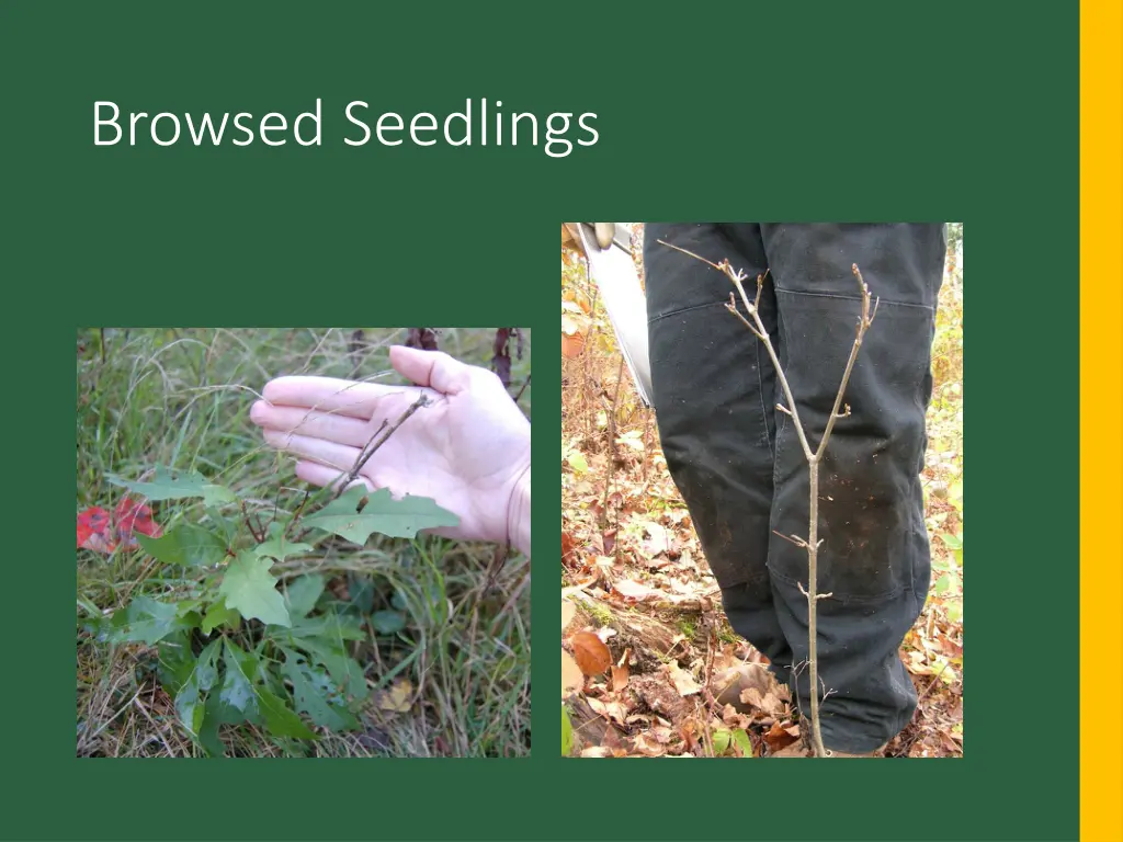 browsed seedlings