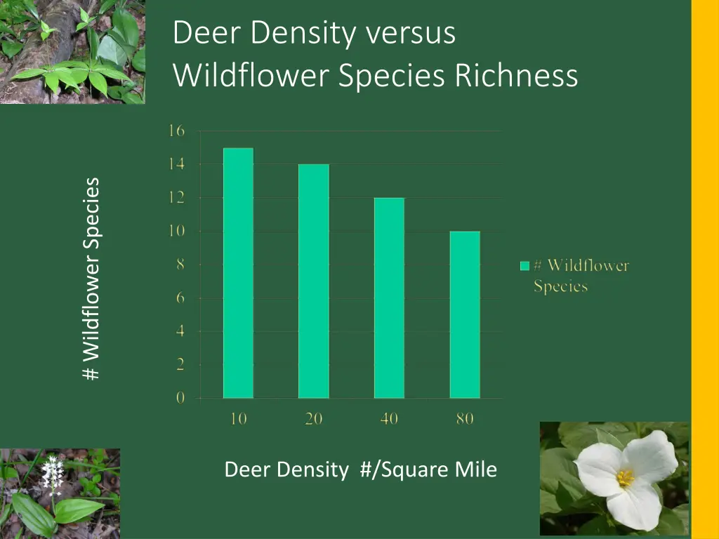 deer density versus wildflower species richness