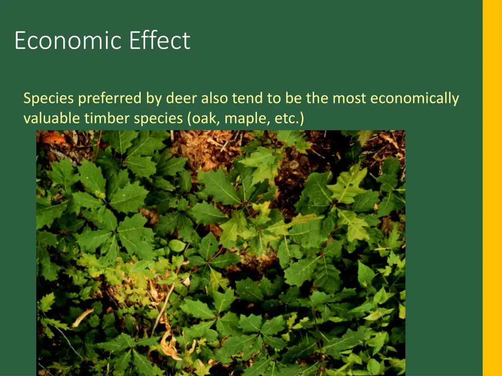 economic effect