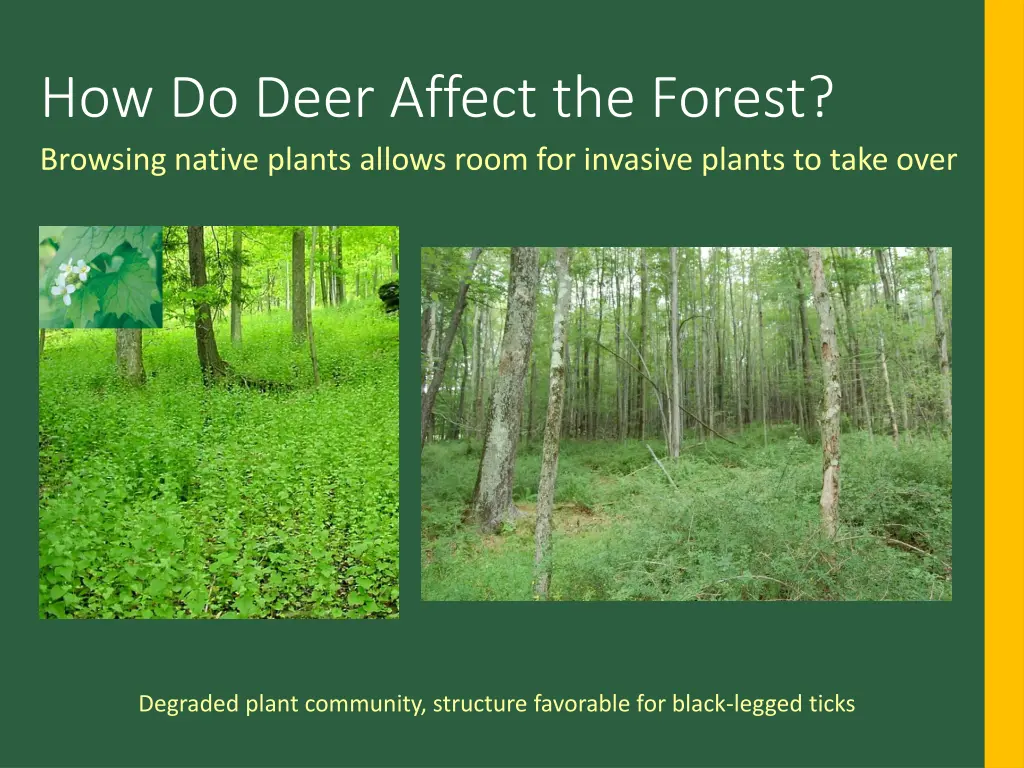 how do deer affect the forest browsing native