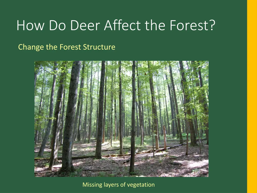 how do deer affect the forest