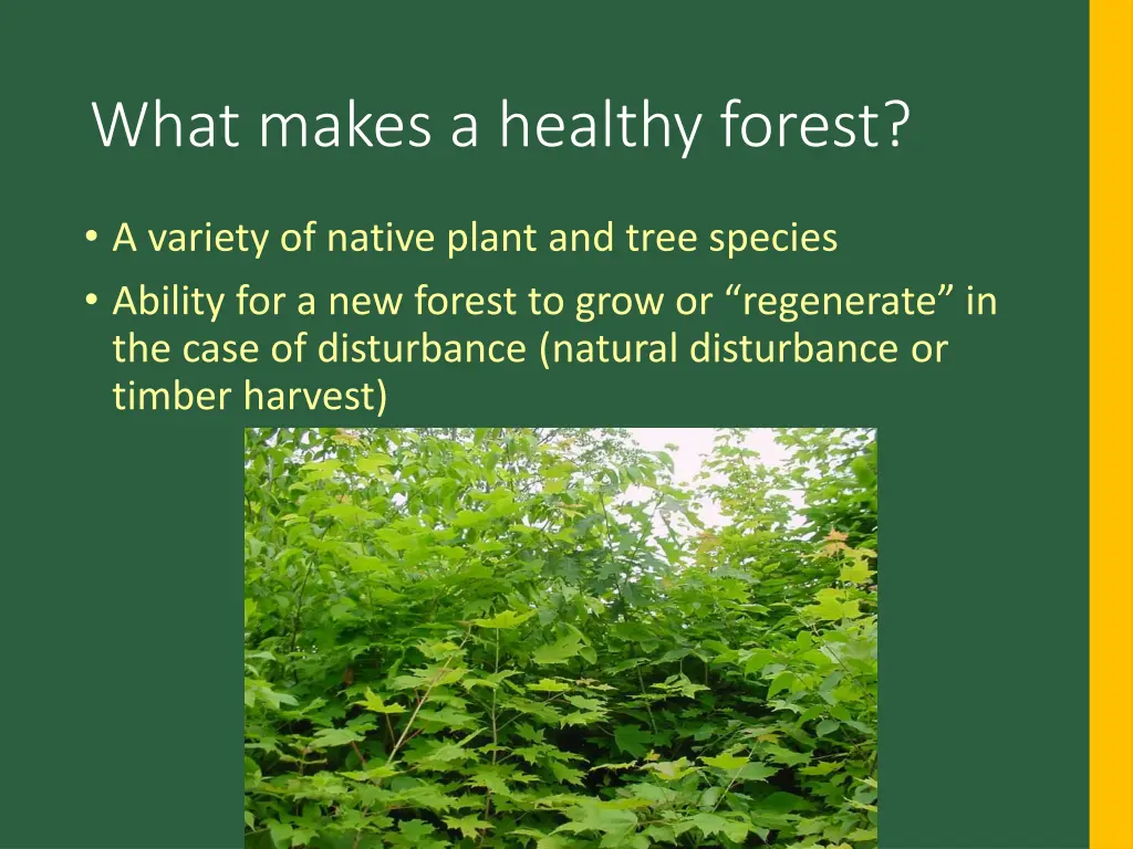 what makes a healthy forest