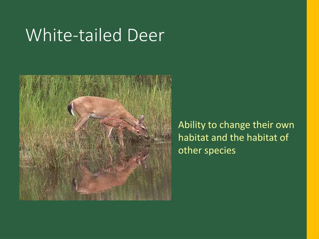 white tailed deer