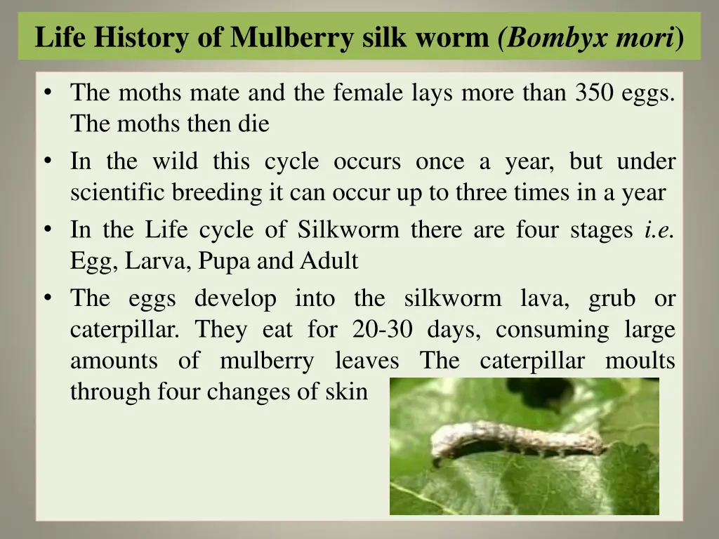 life history of mulberry silk worm bombyx mori