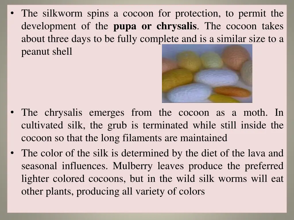 the silkworm spins a cocoon for protection