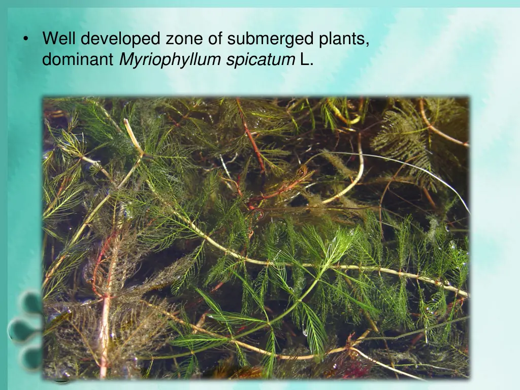 well developed zone of submerged plants dominant