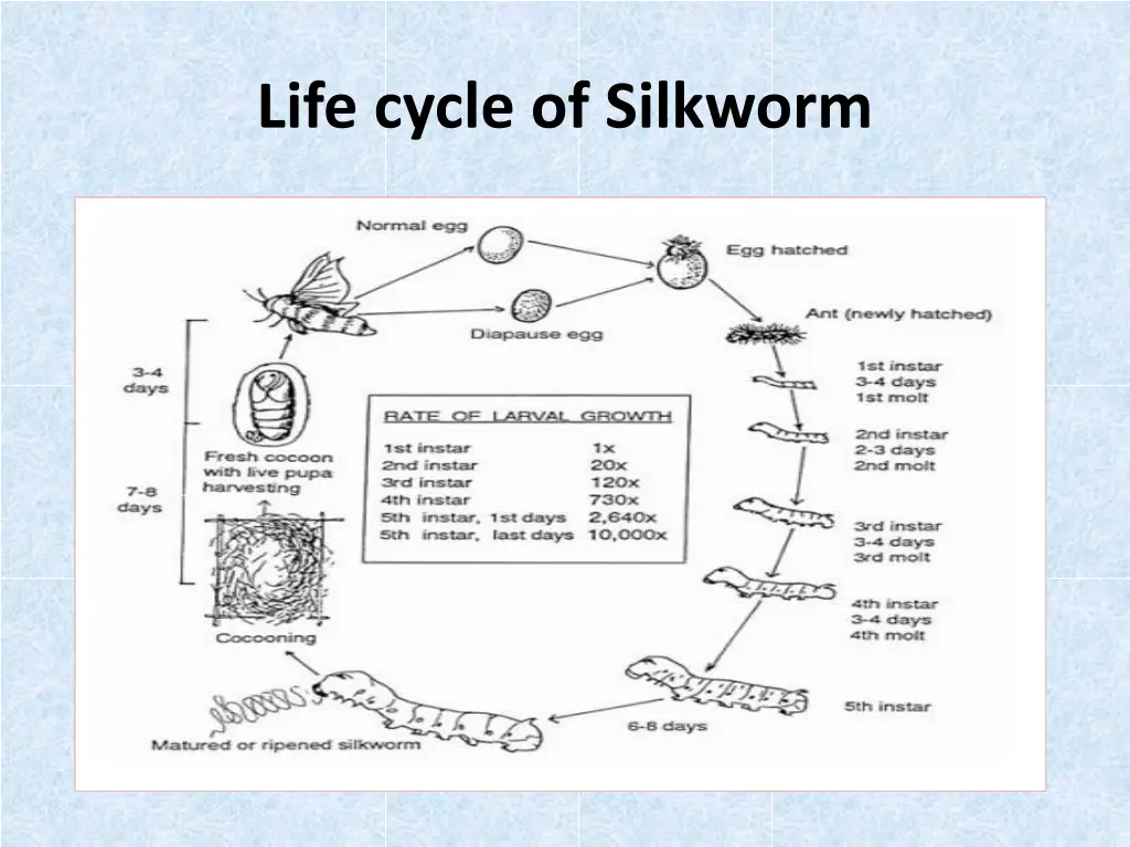 life cycle of silkworm