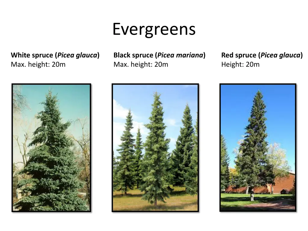 evergreens 1