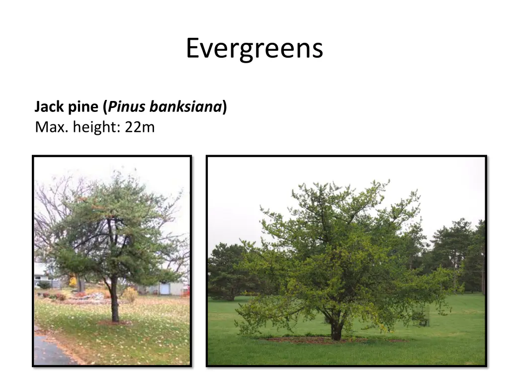 evergreens 2