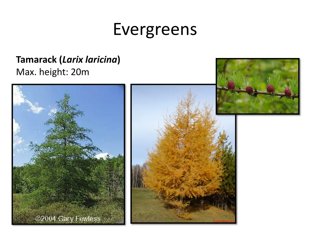 evergreens