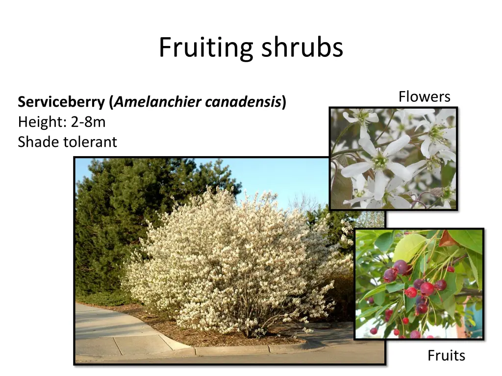 fruiting shrubs 1