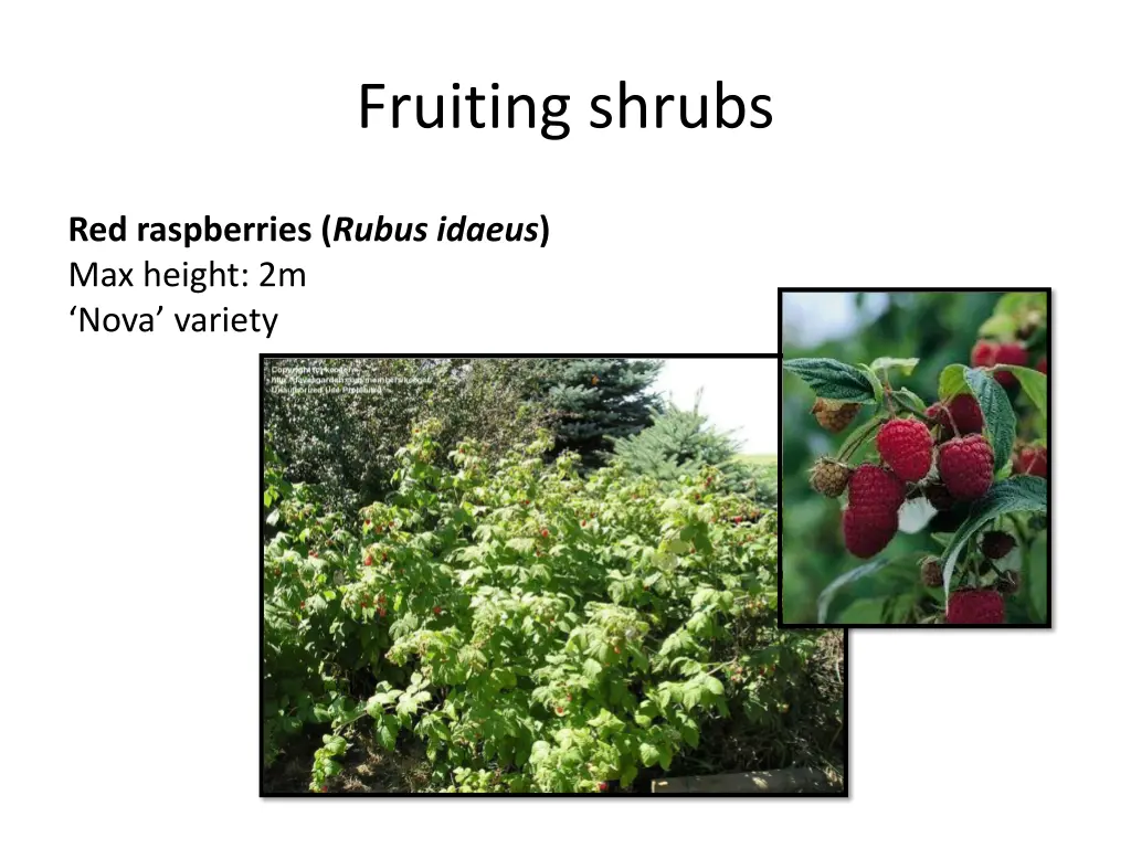 fruiting shrubs 2