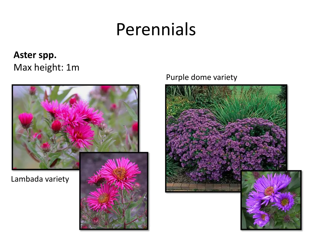 perennials 1