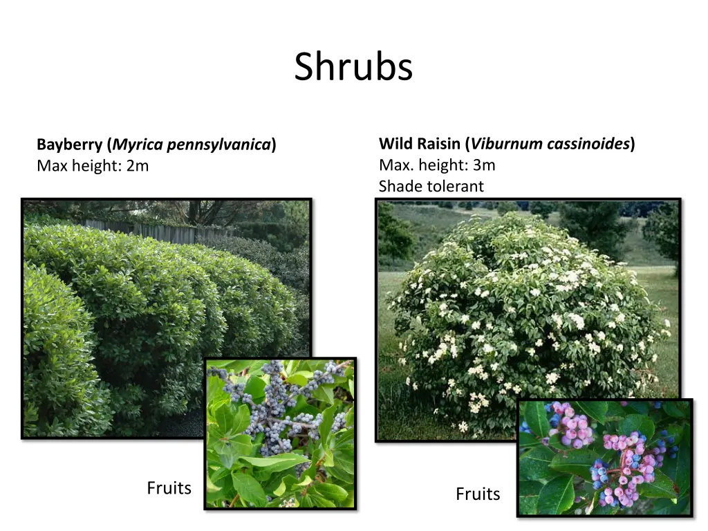 shrubs 1