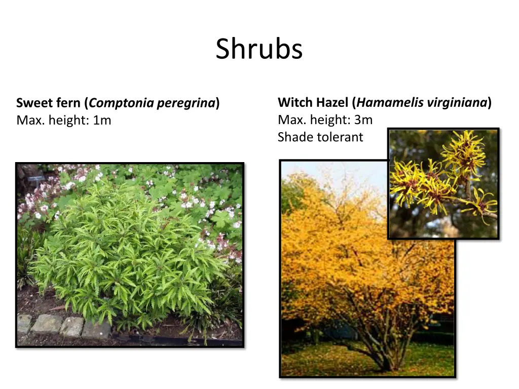 shrubs