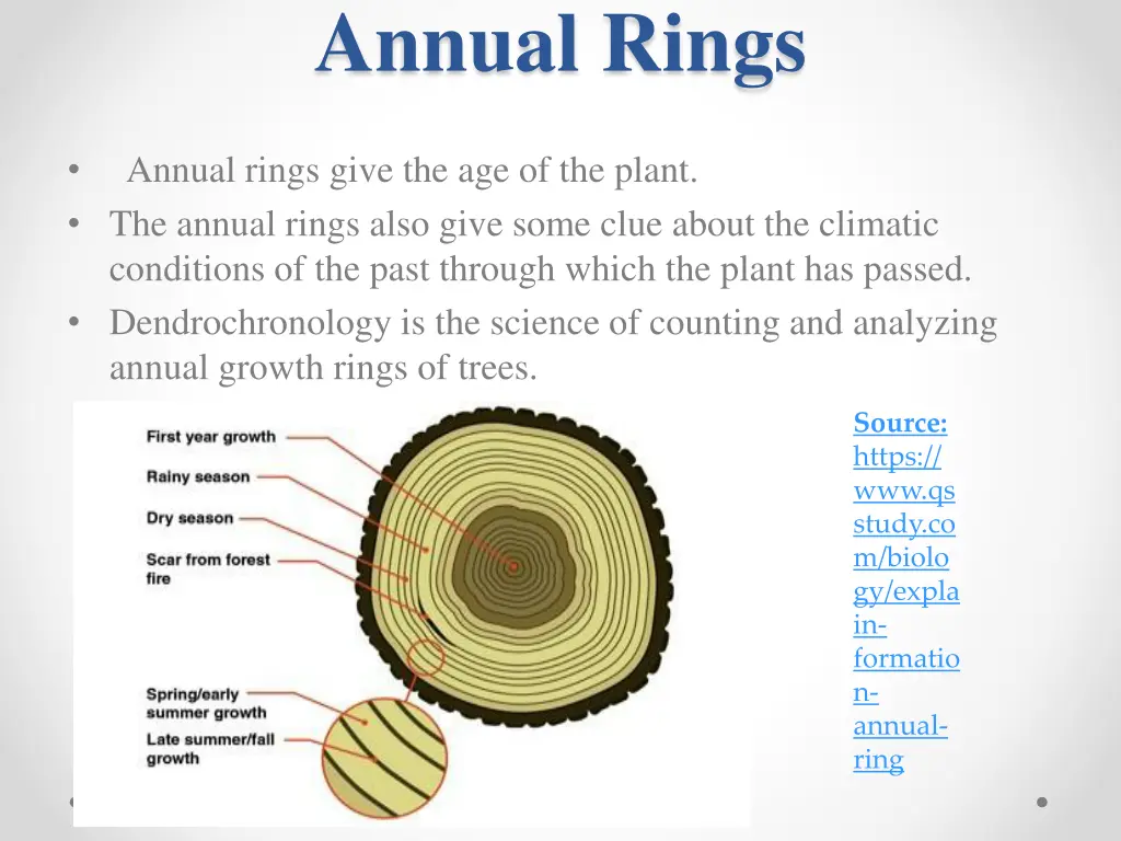 annual rings 1