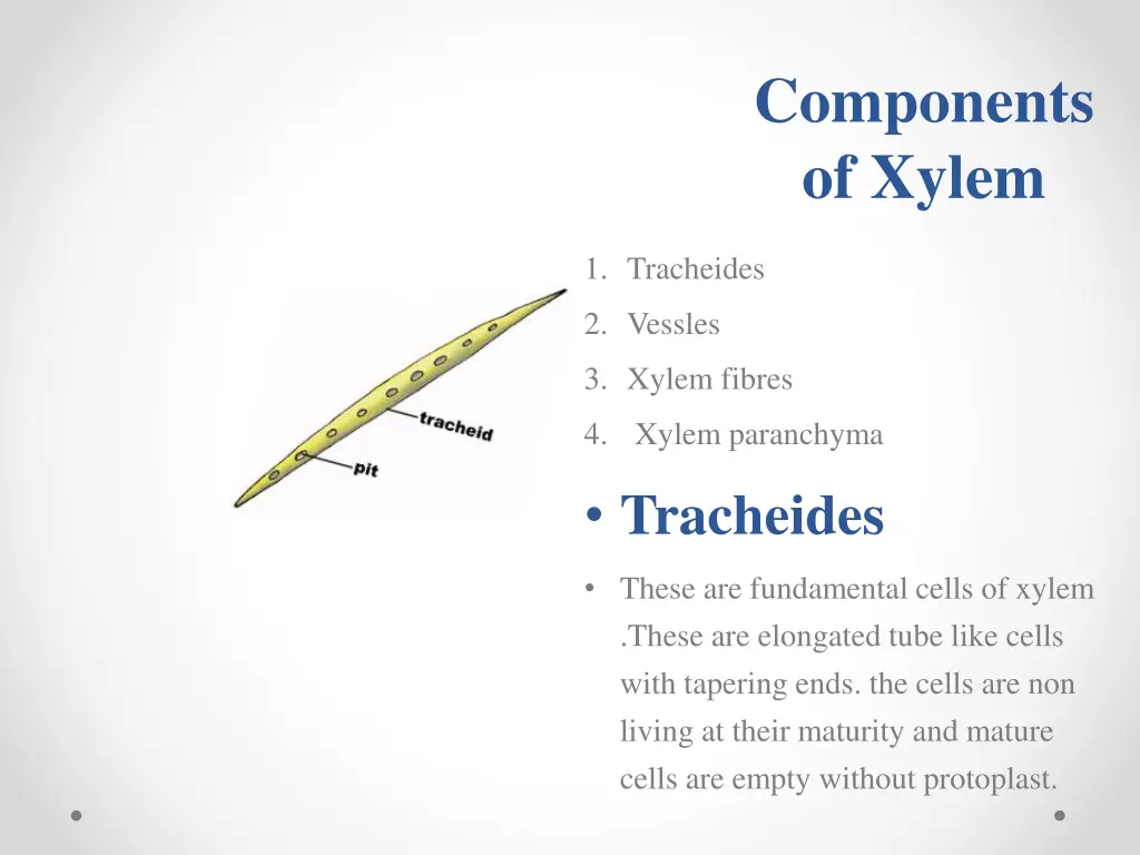 components of xylem