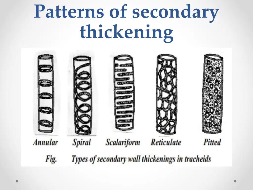 patterns of secondary thickening