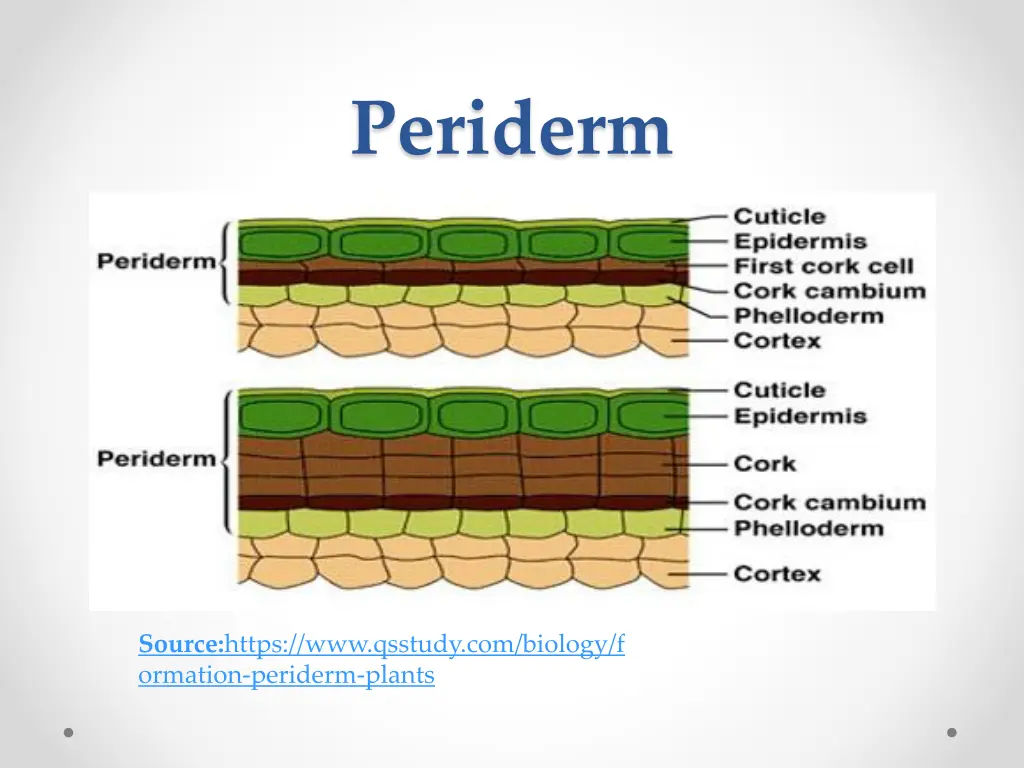 periderm