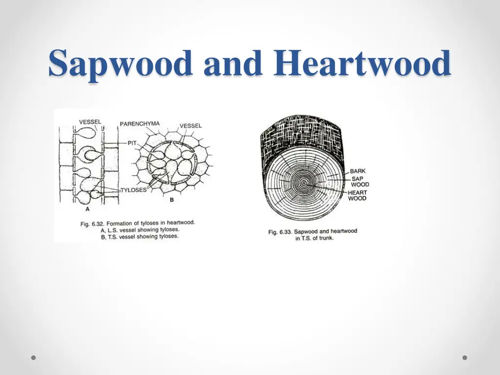 sapwood and heartwood 1