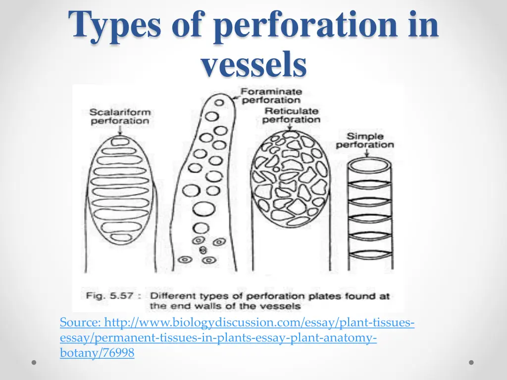 types of perforation in vessels 1