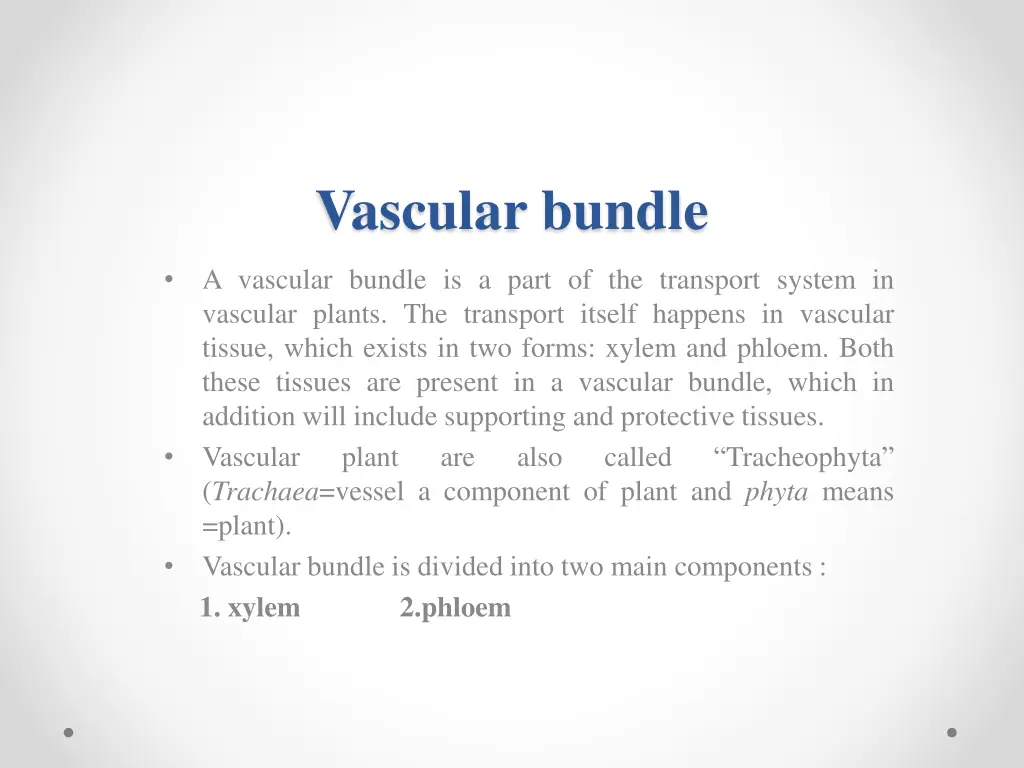 vascular bundle