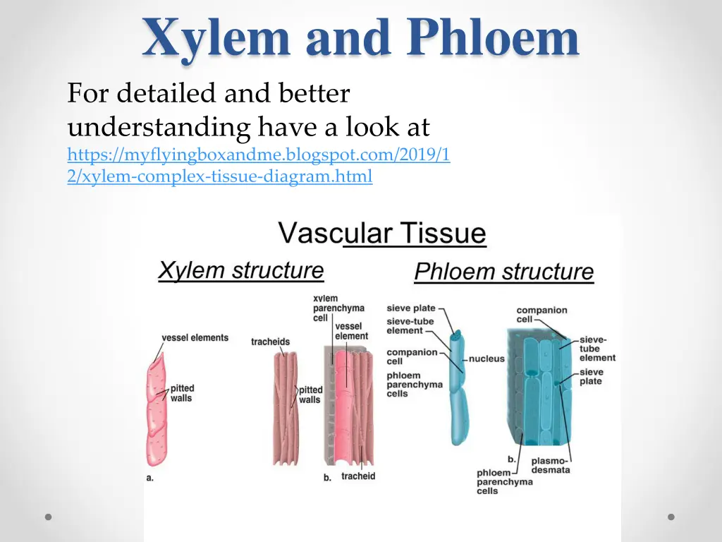 xylem and phloem