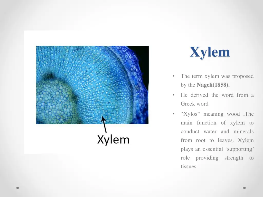 xylem