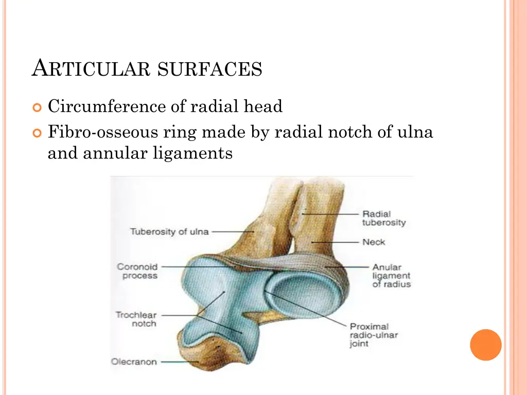 a rticular surfaces 1