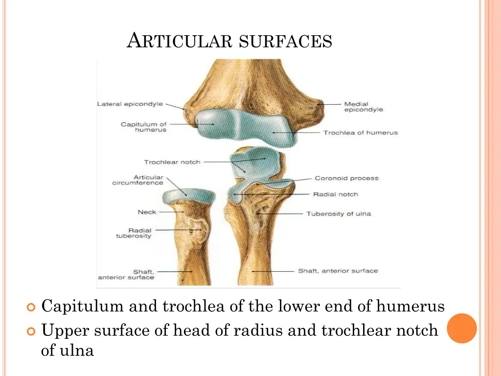 a rticular surfaces