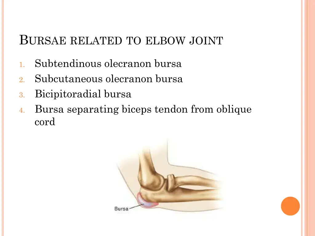 b ursae related to elbow joint