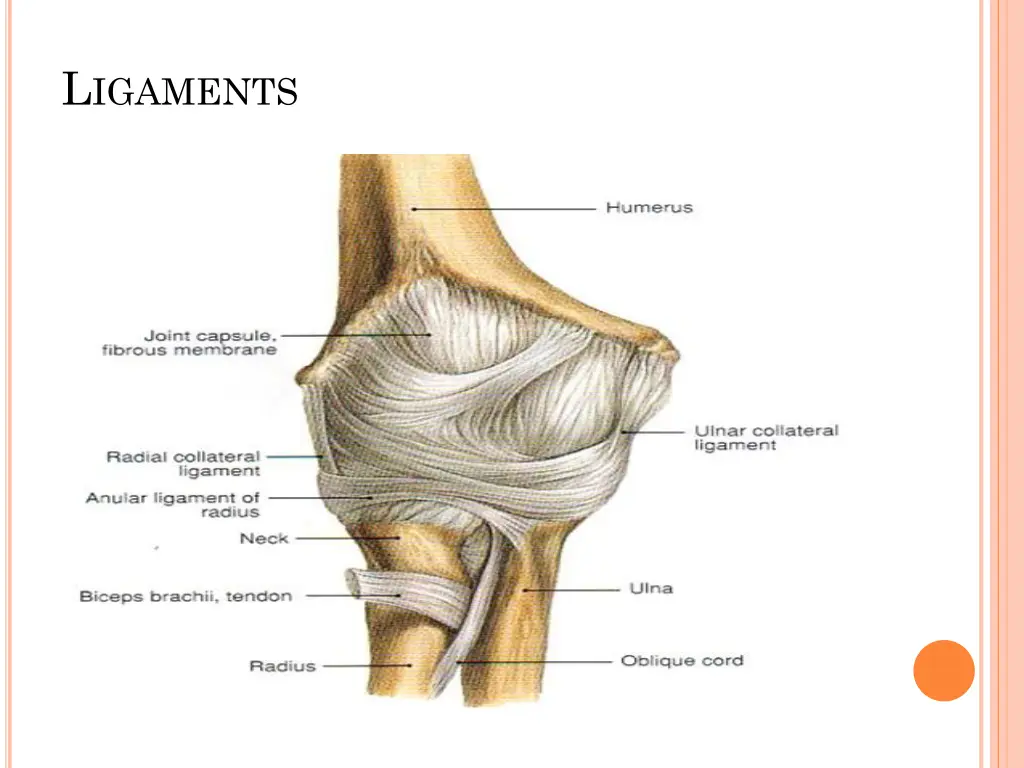 l igaments