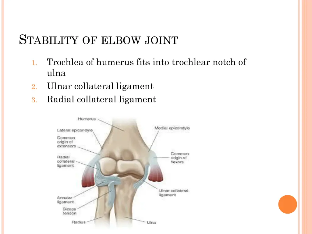 s tability of elbow joint