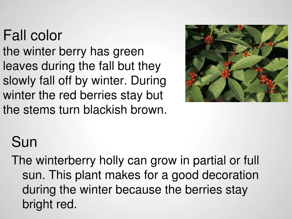 fall color the winter berry has green leaves