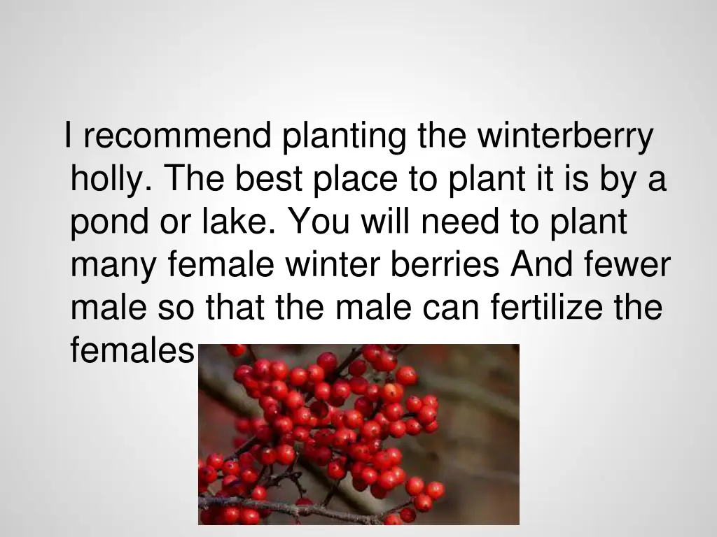 i recommend planting the winterberry holly