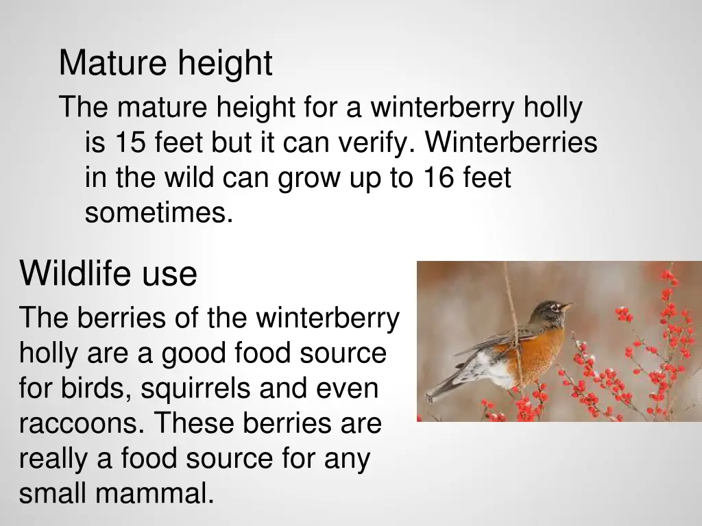 mature height the mature height for a winterberry