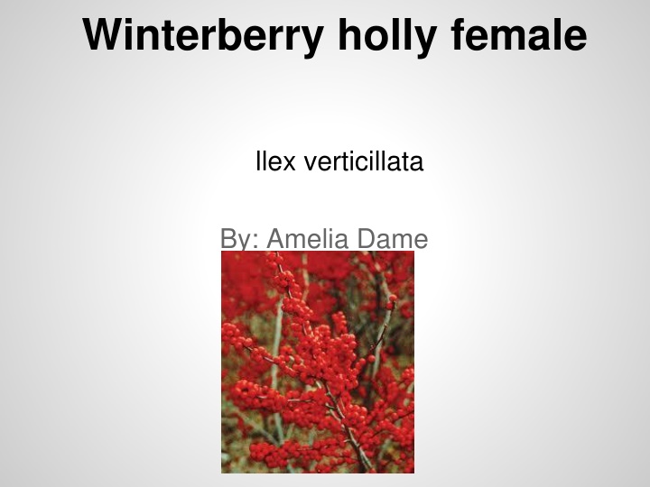 winterberry holly female