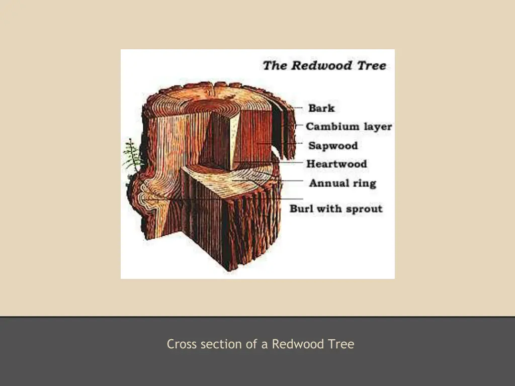 cross section of a redwood tree