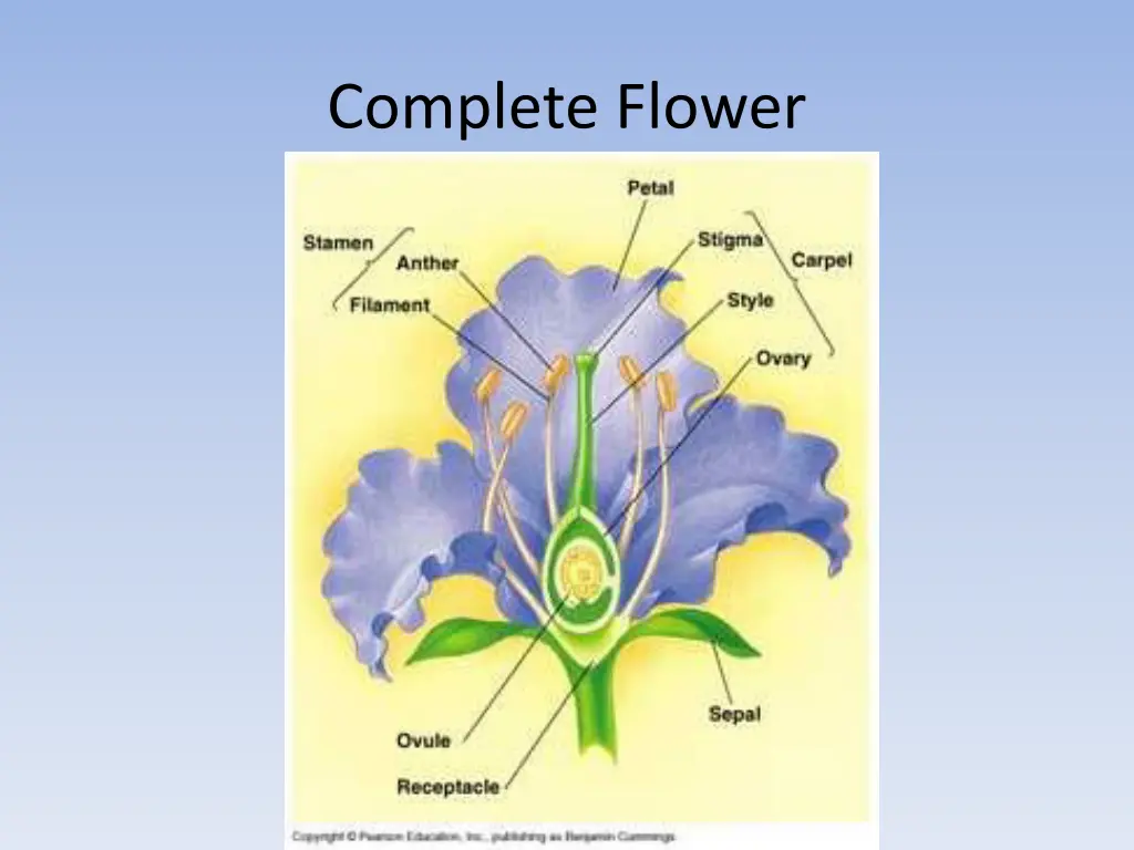 complete flower