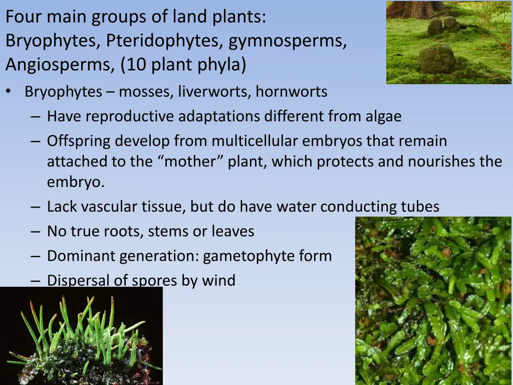 four main groups of land plants bryophytes