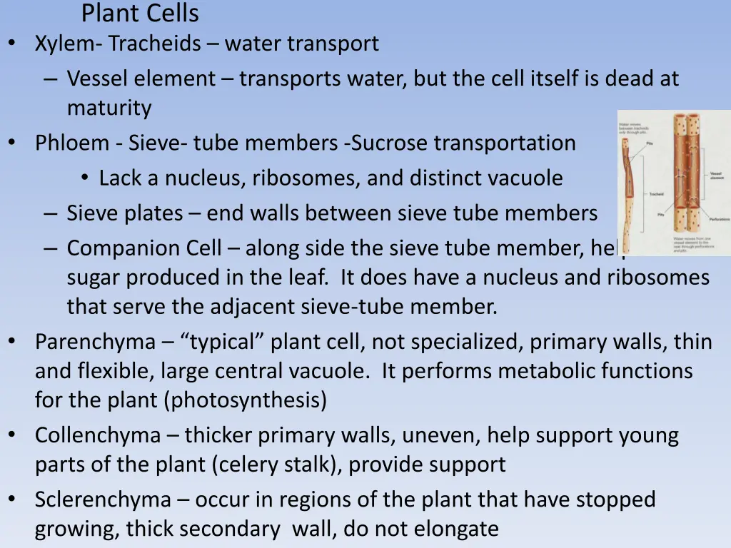 plant cells