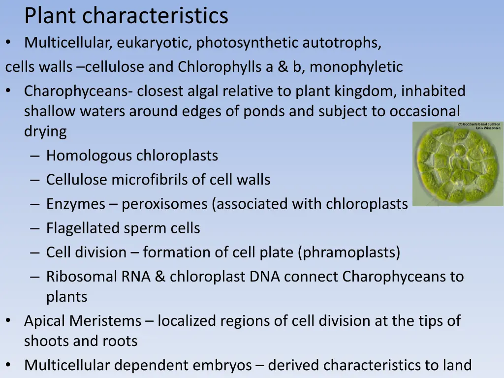 plant characteristics multicellular eukaryotic