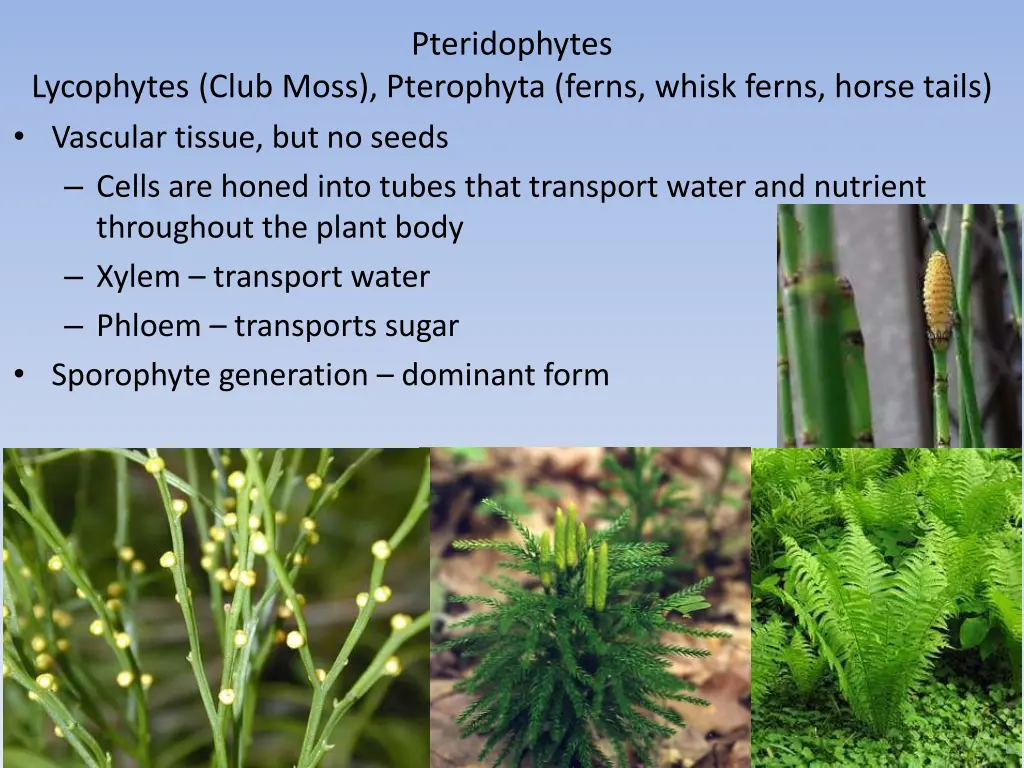 pteridophytes