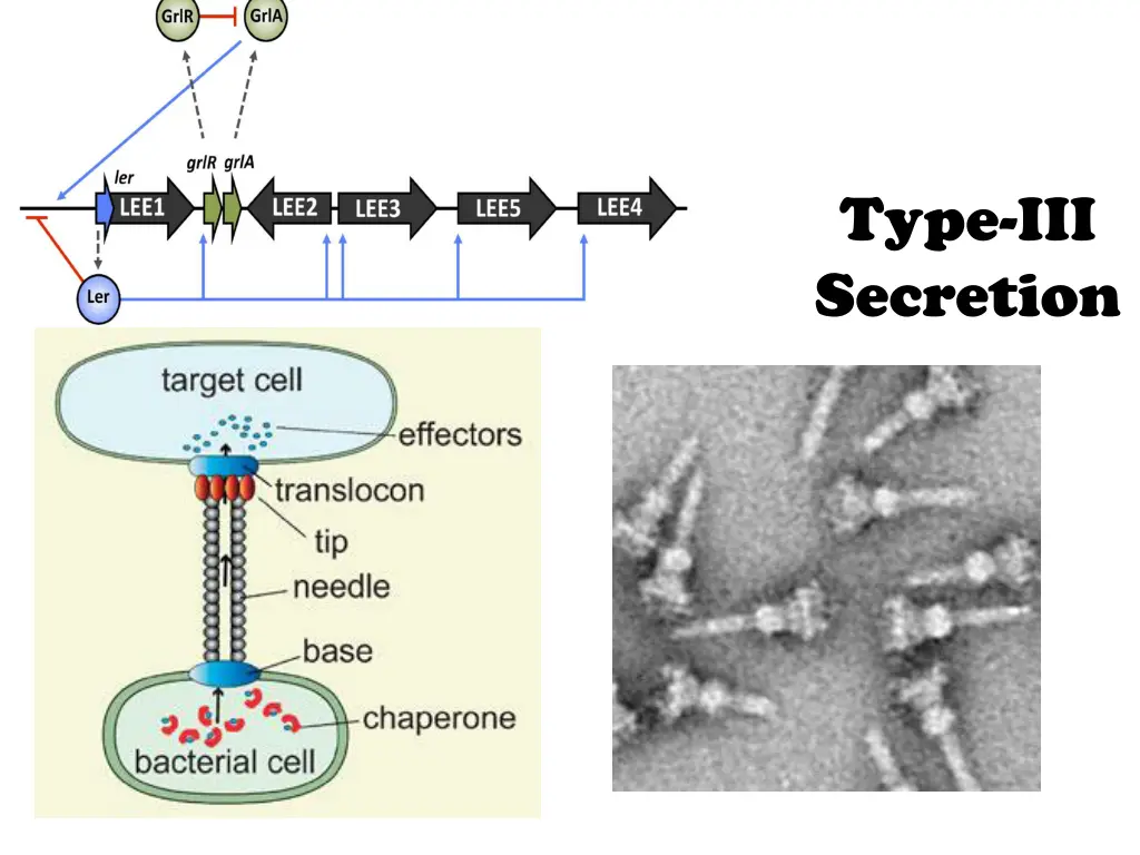 type iii secretion