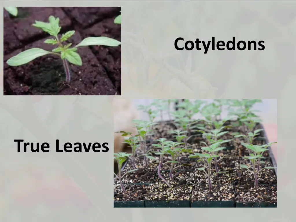 cotyledons